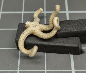 Media type: image;   Invertebrate Zoology OPH-2698 Description: Side view of single specimen on copy stand.;  Aspect: lateral